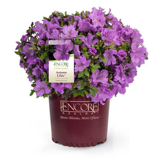 ENCORE AZALEA 1 Gal. Autumn Lilac Azalea Shrub with Brilliant Lavender ...