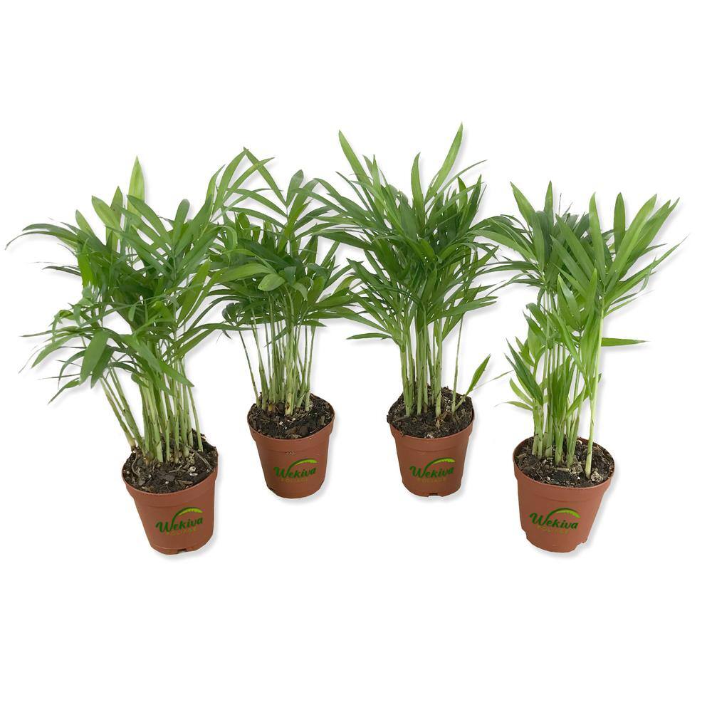 Wekiva Foliage Neanthe Bella Parlor Palm 4Live Starter Plants in 2