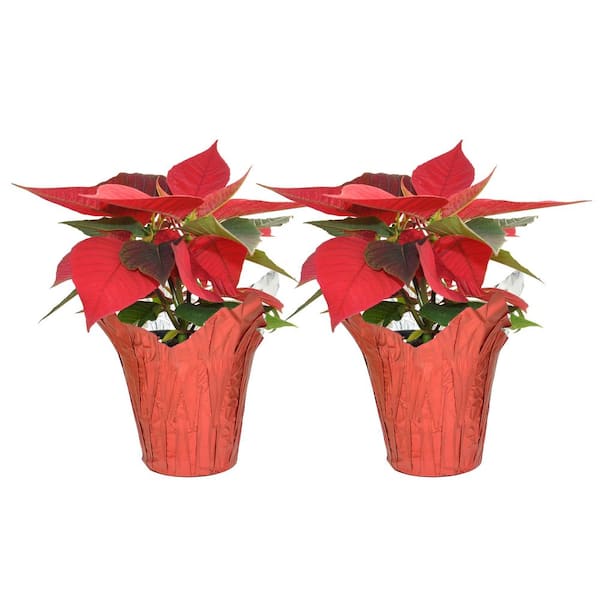 Costa Farms Fresh Red Indoor Poinsettia in 1 Pt. Red Pot Cover, Avg. Shipping Height 10 in. Tall (2-Pack)