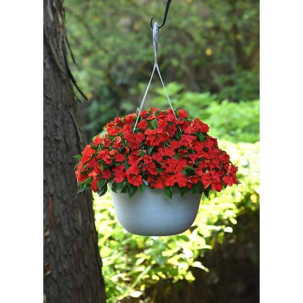 BELL NURSERY 4 in. Red Impatien Annual Live Plant, Red Flowers(Pack of 6)