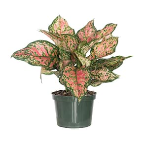 Aglaonema Ruby Ray Live Indoor Houseplant Shipped in 6 inch Grower Pot