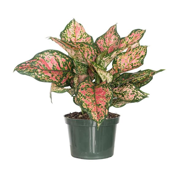 United Nursery Aglaonema Ruby Ray Live Indoor Houseplant Shipped in 6 inch Grower Pot