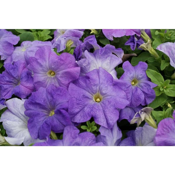 BELL NURSERY 4 in. Petunia Limbo GP Sky Blue Annual Live Plant (6-Pack)