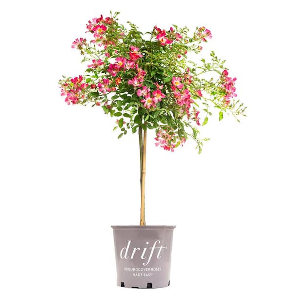 Drift 3-4 ft. Tall. Pink Drift Rose Tree with Pink Flowers in Growers Pot