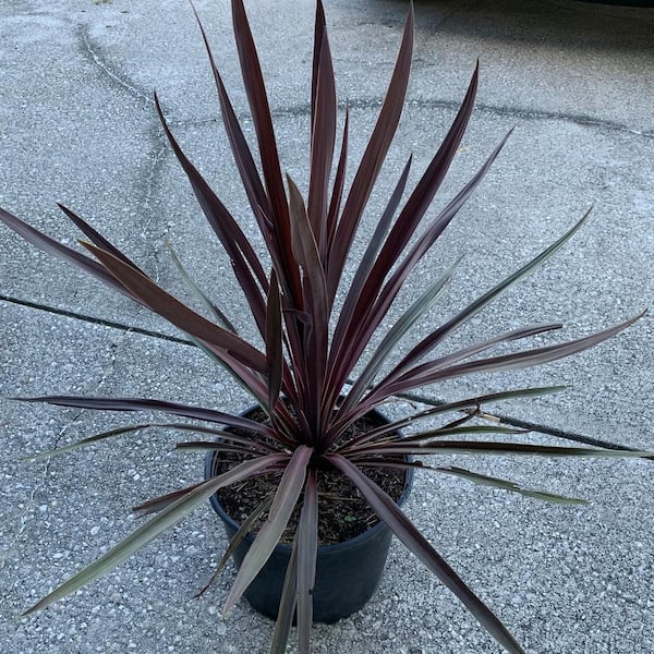 OnlinePlantCenter 3 Gal. Red Sensation Grass Palm Cordyline With Burgundy Foliage