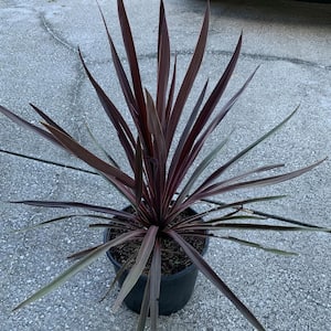 3 Gal. Red Sensation Grass Palm Cordyline With Burgundy Foliage
