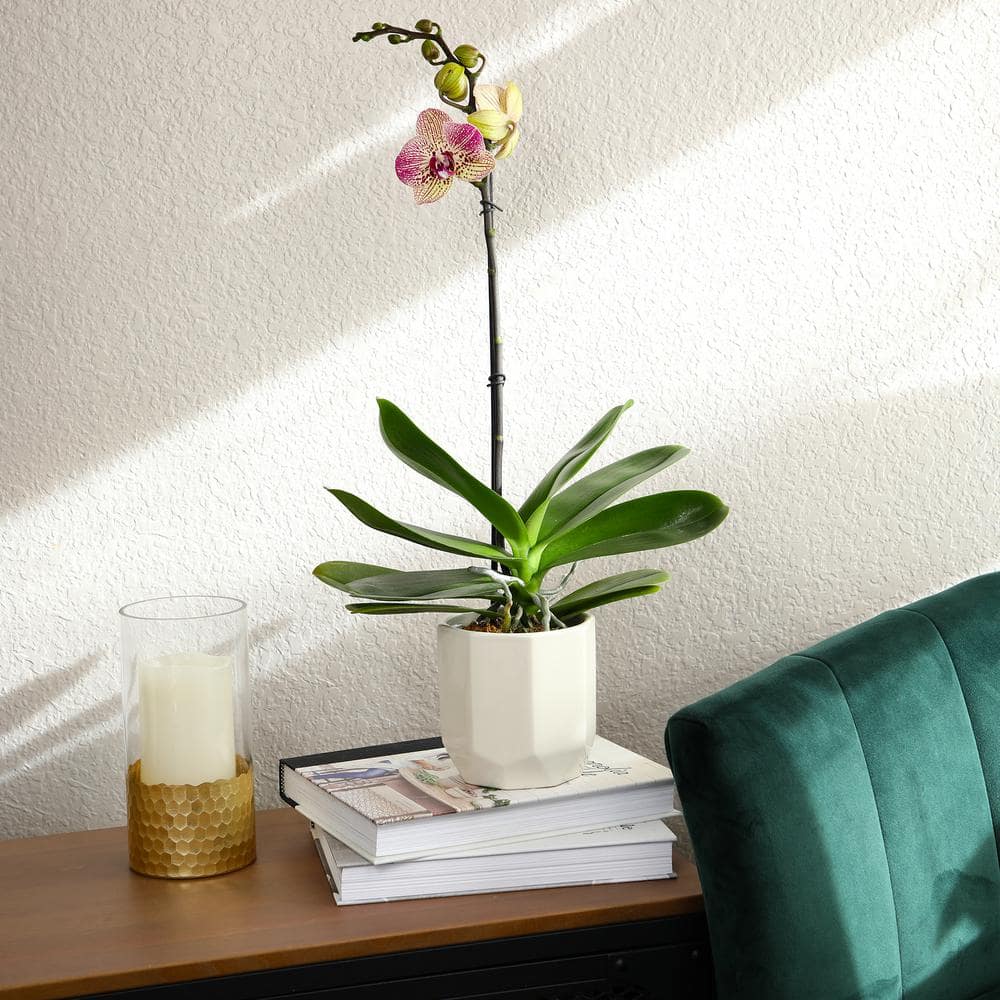 Multicolor Phalaenopsis Orchid in White Ceramic Pot