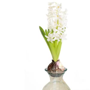 White Hyacinth Kit with Clear Artisan Glass