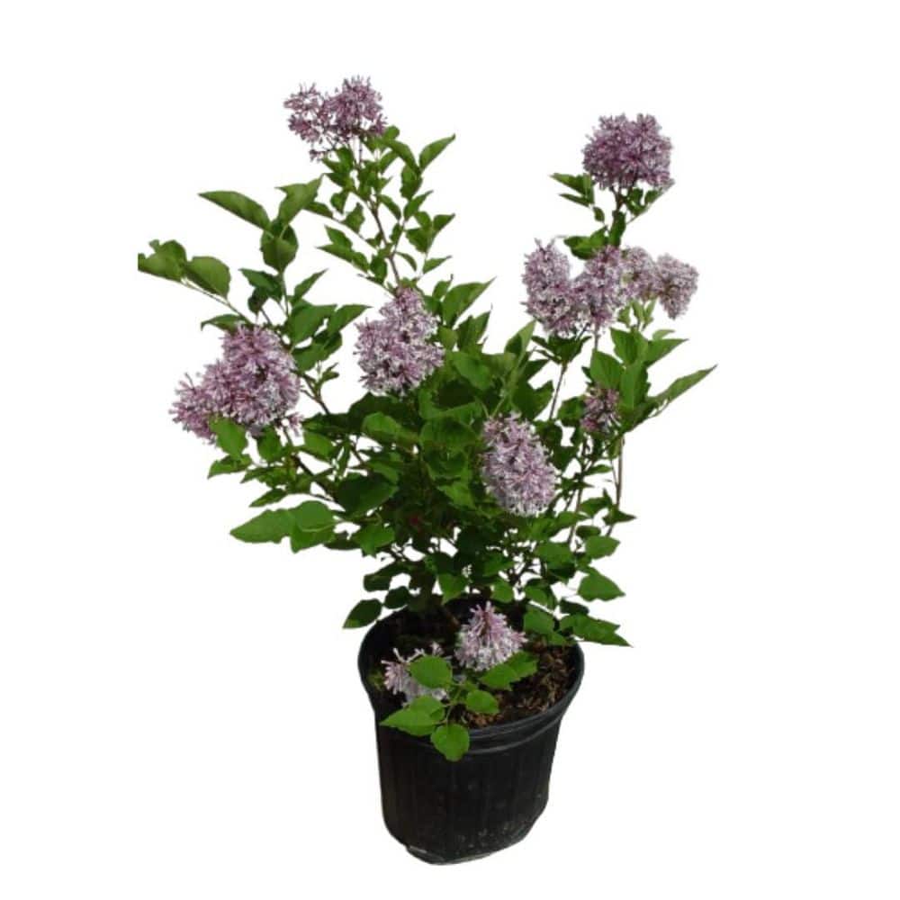 2 Gal. Shrub Miss Kim Lilac, Live Plant with Lavender Flowers, Zone 3-8 (1 Pack) price history on PriceWatchPro