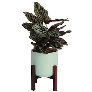 Grower's Choice Calathea Indoor Plant in 6 in. Mid Century Planter and Stand, Avg. Shipping Height 10 in. Tall