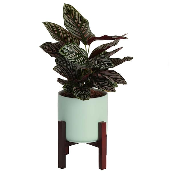 Costa Farms Grower's Choice Calathea Indoor Plant in 6 in. Mid Century Planter and Stand, Avg. Shipping Height 10 in. Tall