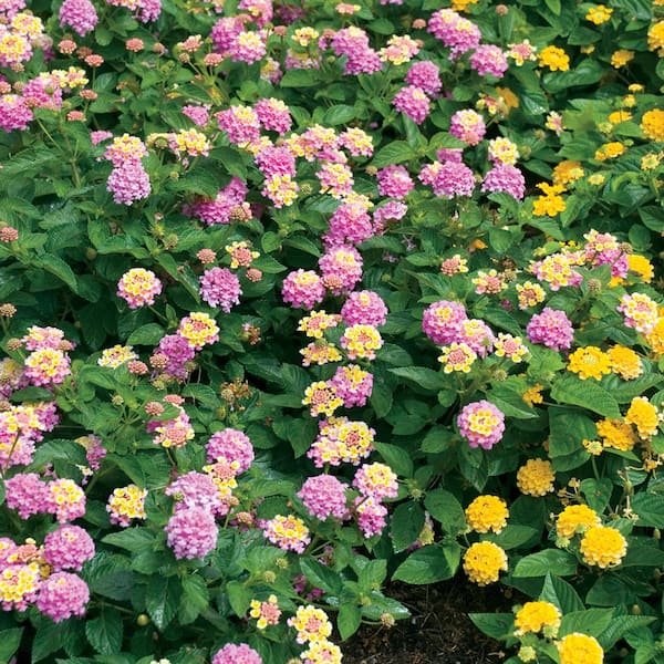 ALTMAN PLANTS #2 1.5 Gal. Pink Lantana Plant 10042 - The Home Depot