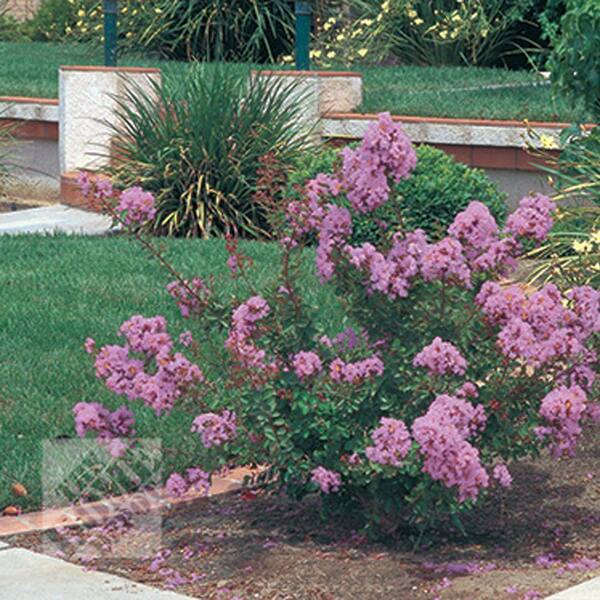 Unbranded Crape Myrtle, Pink Velour