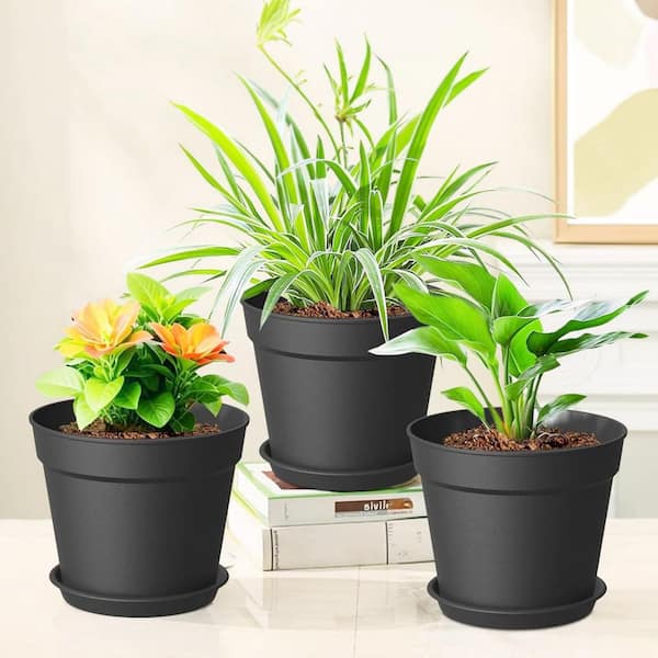 banana leaf dieffenbachia Dieffenbachia Reflector Dumb Cane Variegated