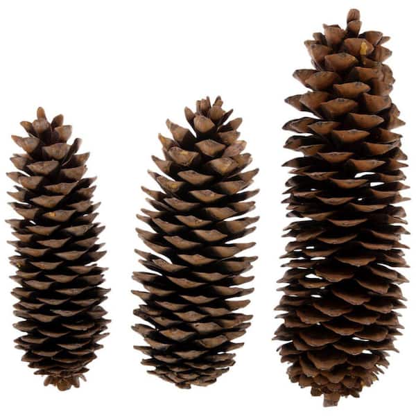 sugar pine tree cones