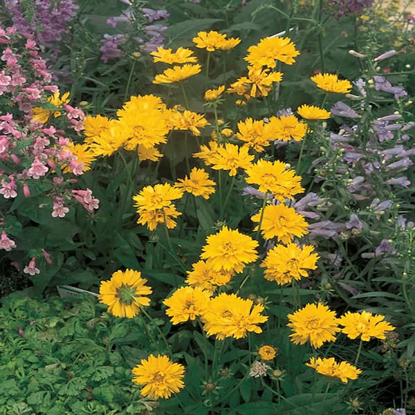 ALTMAN PLANTS 2.6 Qt. #1 Early Sunrise Yellow Tickseed Plant