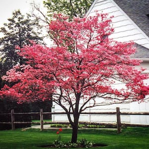 7 Gal. Cherokee Brave Dogwood Flowering Deciduous Tree with Red Flowers