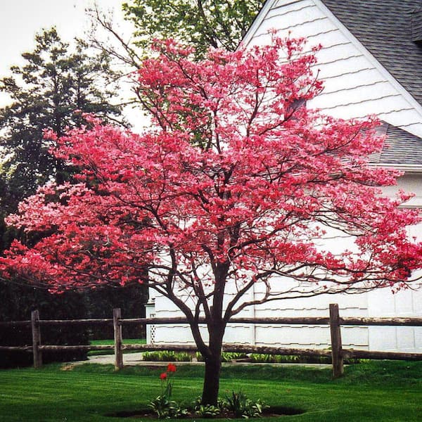 7 Gal. Cherokee Brave Dogwood Flowering Deciduous Tree with Red Flowers ...