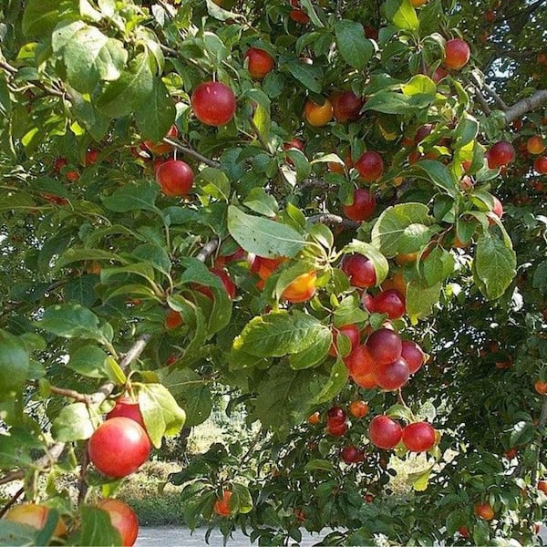 Unbranded 7 gal. All Red Plum   Fruit Tree