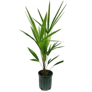 Windmill Palm - Live Plant in a 6 in. Growers Pot - Trachycarpus Fortunei - Hardy Palm from Florida