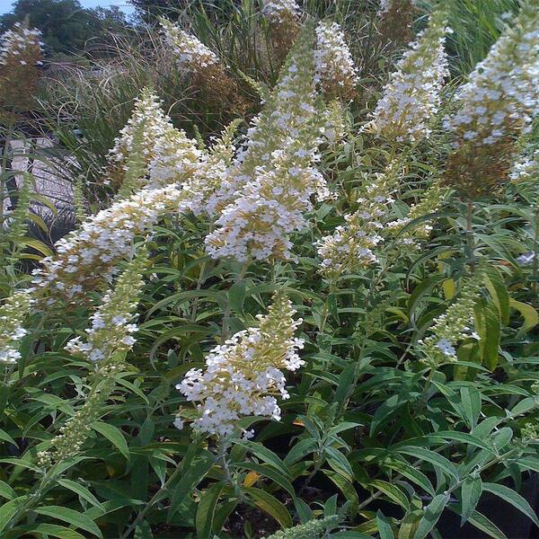 OnlinePlantCenter 2 gal. White Profusion Butterfly Bush Plant