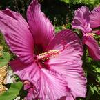 2.25 gal. Pot, Plum Flambe Summer Spice Hibiscus, Potted Deciduous Flowering Perennial Plant (1-Pack)