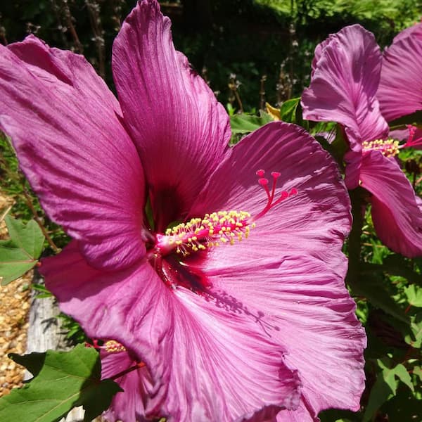 3 Gal. Pot, Plum Flambe Summer Spice Hibiscus, Potted Deciduous Flowering Perennial Plant (1-Pack)