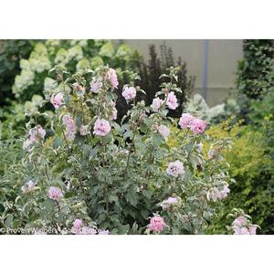 1 Gal. Sugar Tip Rose of Sharon (Hibiscus) Live Shrub, Light Pink Flowers and Variegated Foliage