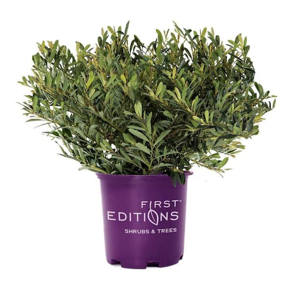 2 Gal. Cinnamon Girl Distylium Plant-Evergreen Shrub with Plum-Purple New Foliage Growth that Turns to Blue-Green