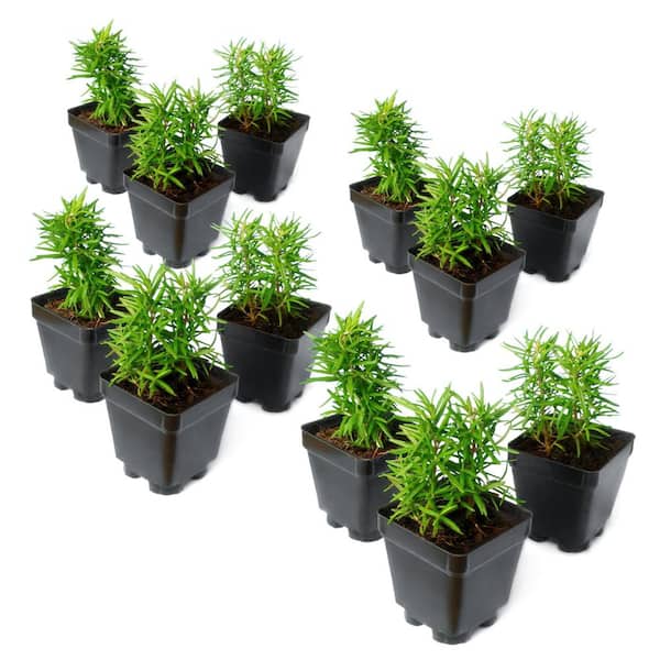 3.25 in. Lavender Super Blue Plant (12-Pack)
