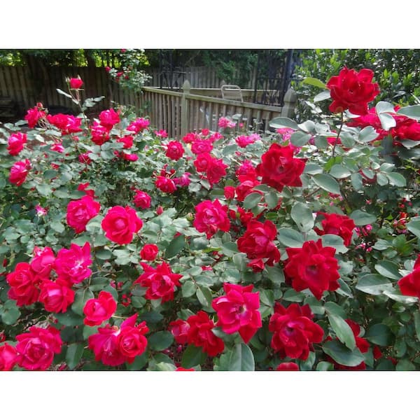 KNOCK OUT 2 Gal. Red Double Knock Out Rose Bush with Red Flowers 13210 -  The Home Depot