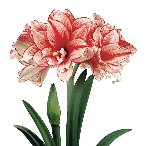 VAN ZYVERDEN Amaryllis African Collectors Series Joker Set of 1 Bulb