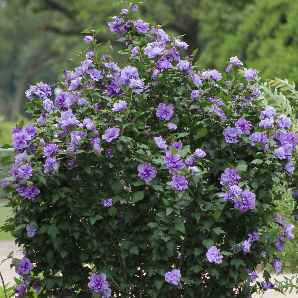 Lavender Blueberry Smoothie Hibiscus Flowering Shrub in 2-Gallon Pot