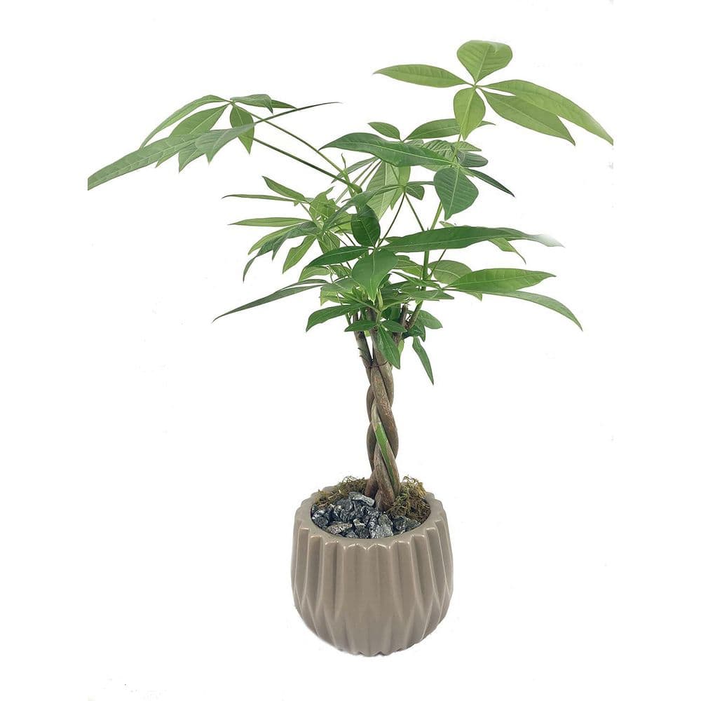 Classic Bonsai Planter-Live Plant in a Brown 5 in. Decorative Pot-Grower's Choice Based on Health, Beauty-Bonsai price history on PriceWatchPro