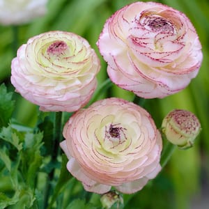 Butter Cups Ranunculus Double Picotee Bulbs (Pack of 25)