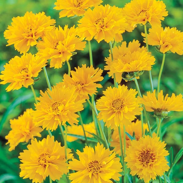 Spring Hill Nurseries 4 in. Pot, Early Sunrise Tickseed Coreopsis, Live Potted Perennial Plant (1-Pack)
