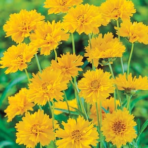 Early Sunrise Coreopsis Dormant Bare Root Flowering Perennial Starter Plant Roots (3-Pack)