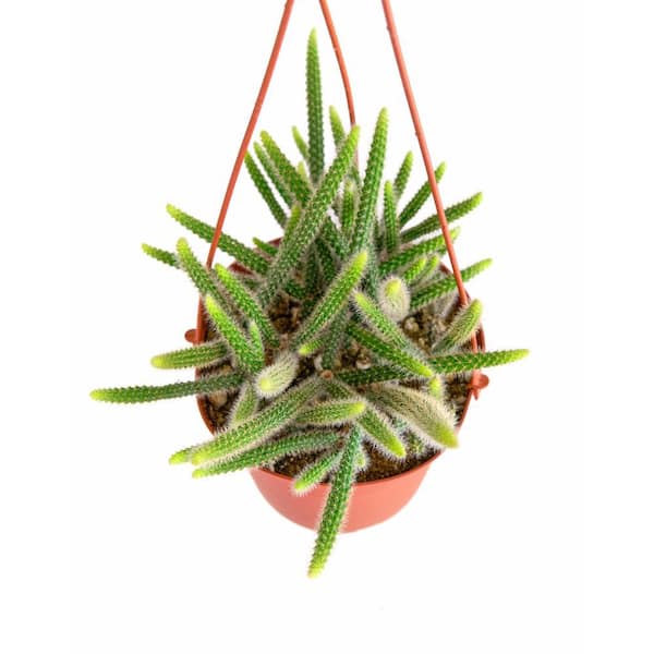 Shop Succulents Rat Tail Rare Cactus, Aporocactus Flagelliformis, Fully  Rooted Live 6 in. Cactus Plant with Hanger 1-RAT-TAIL-6