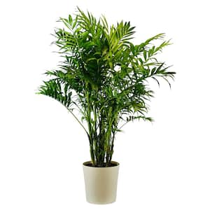 1.9 Gal Palm Majesty Plant in 9.25 In. Designer Pot