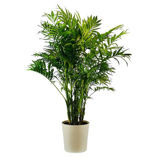 Pure Beauty Farms 1.9 Gal Palm Majesty Plant in 9.25 In. Designer Pot