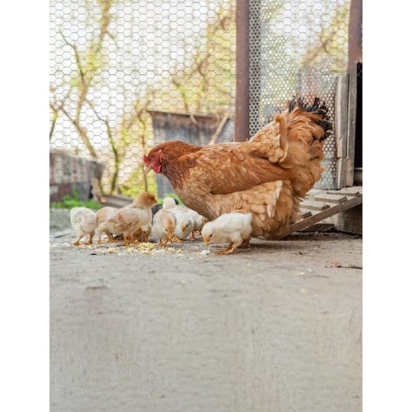 YARDGARD 18 in. x 150 ft. 20 GA Poultry Netting-Galvanized Steel 1 in. Mesh