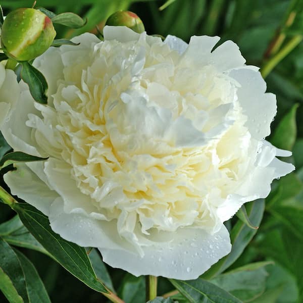 Spring Hill Nurseries Duchesses De Nemours Peony Paeonia Live Bareroot Perennial Plant White Flowers 1 Pack The Home Depot