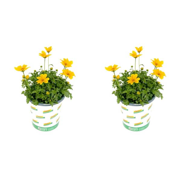 Vigoro Annual Bidens Yellow 1.0 QT - 2 Pack