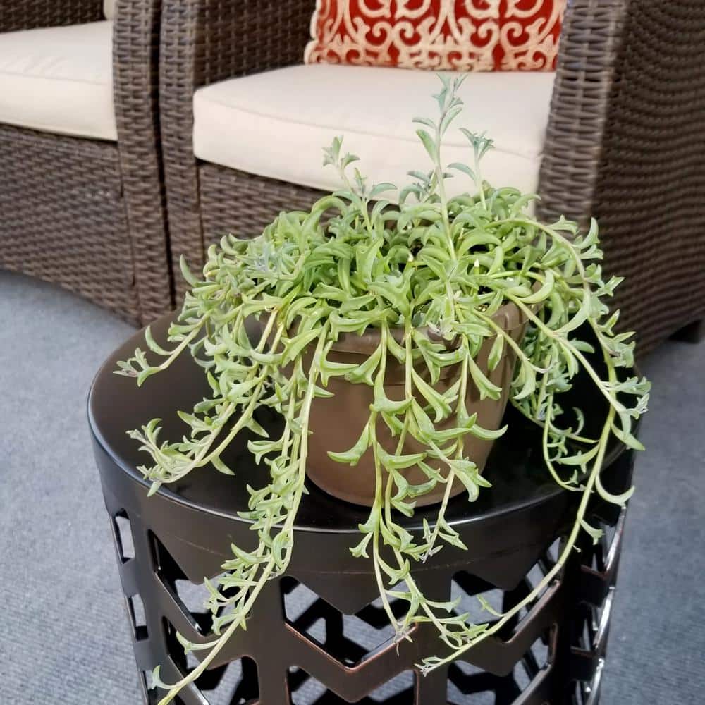 24" Multicolor Plastic Planter Senecio Peregrinus String of Dolphins Succulent