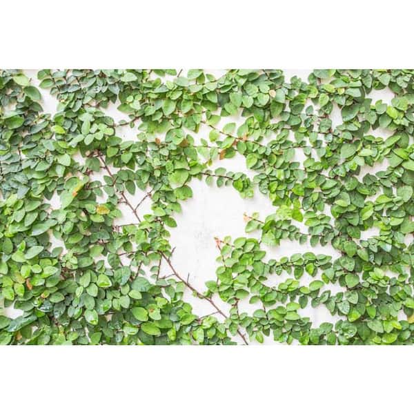 Pure Beauty Farms 1 Qt. Ficus Pumila Shrub in 4.7 in. Grower's Pot