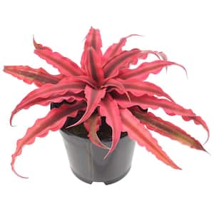 4 in. Super Pink Earth Star Cryptanthus in Black Plastic Grower Pot