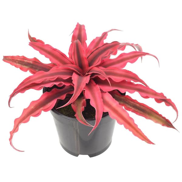 Arcadia Garden Products 4 in. Super Pink Earth Star Cryptanthus in Black Plastic Grower Pot