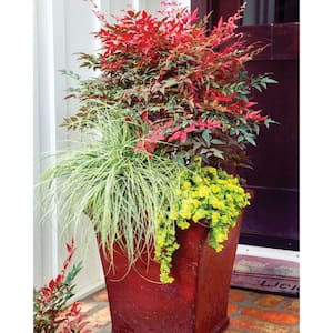 1 Gal. Obsession Nandina Multicolor Live Evergreen Shrub with Red-Green Foliage (3-Pack)