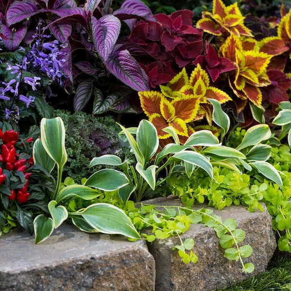 その他多肉植物 vegas and Hayford Set of 10 plants each Companion Planting for Hostas: Your Guide to Pest-Free