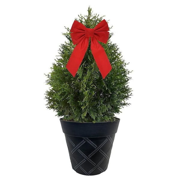 3 Gal. Green Giant Arborvitae Shrub with Green Foliage in a Decorative Pot with Bow